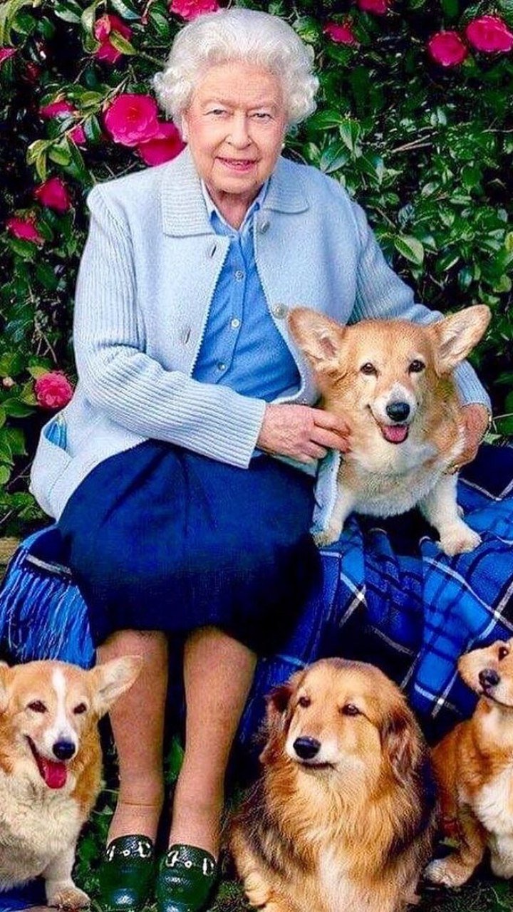 Elizabeth II amava cachorros: veja todos os mimos dos corgis da rainha |  Canal do Pet | iG