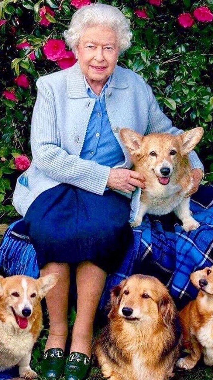 Elizabeth II amava cachorros: veja todos os mimos dos corgis da rainha | Canal do Pet | iG