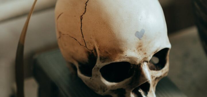 white skull on white wooden table